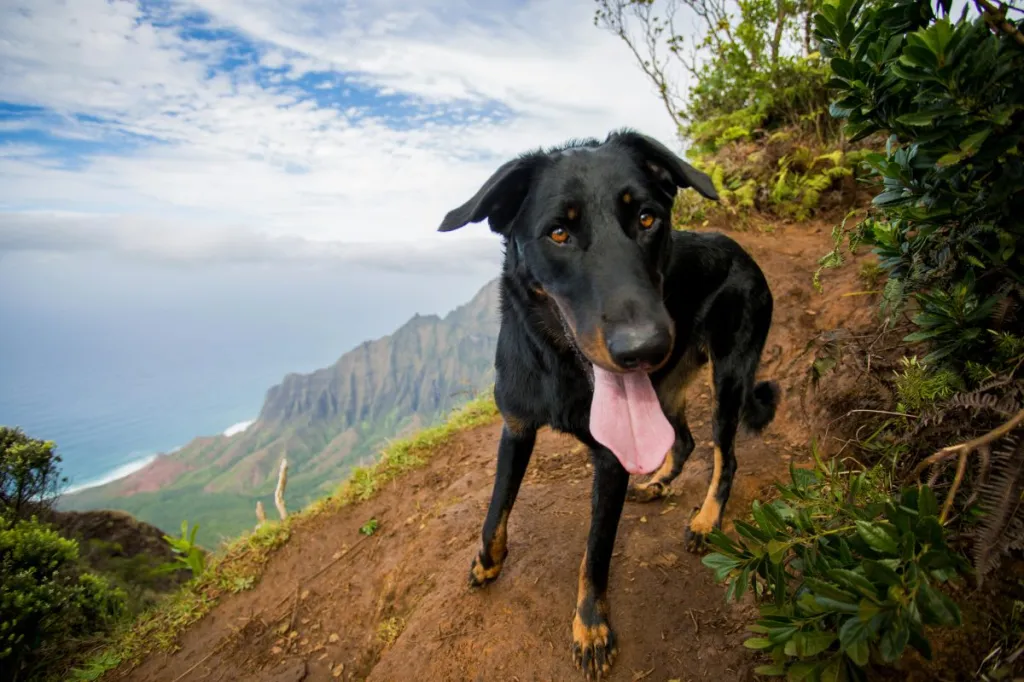 A Beauceron Shepherd dog stands on a hiking trail in Hawaii. Behind is a beautiful view of the ocean and tropical foliage.
