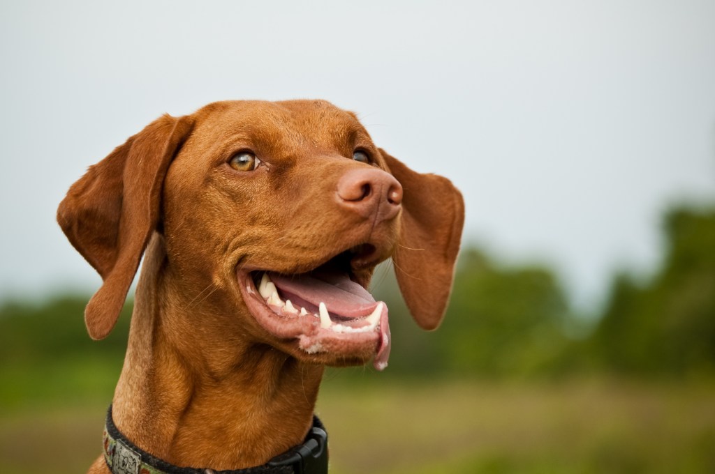 A smiling Hungarian Vizsla dog is happy after a good run. Her tongue is hanging slightly out of her mouth.