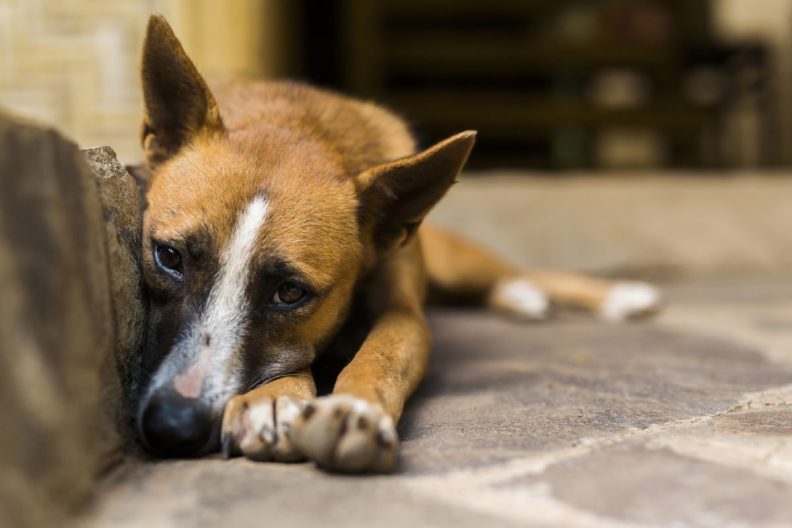 A distressed dog, Nebraska authorities are actively pursuing dog abuse suspects.