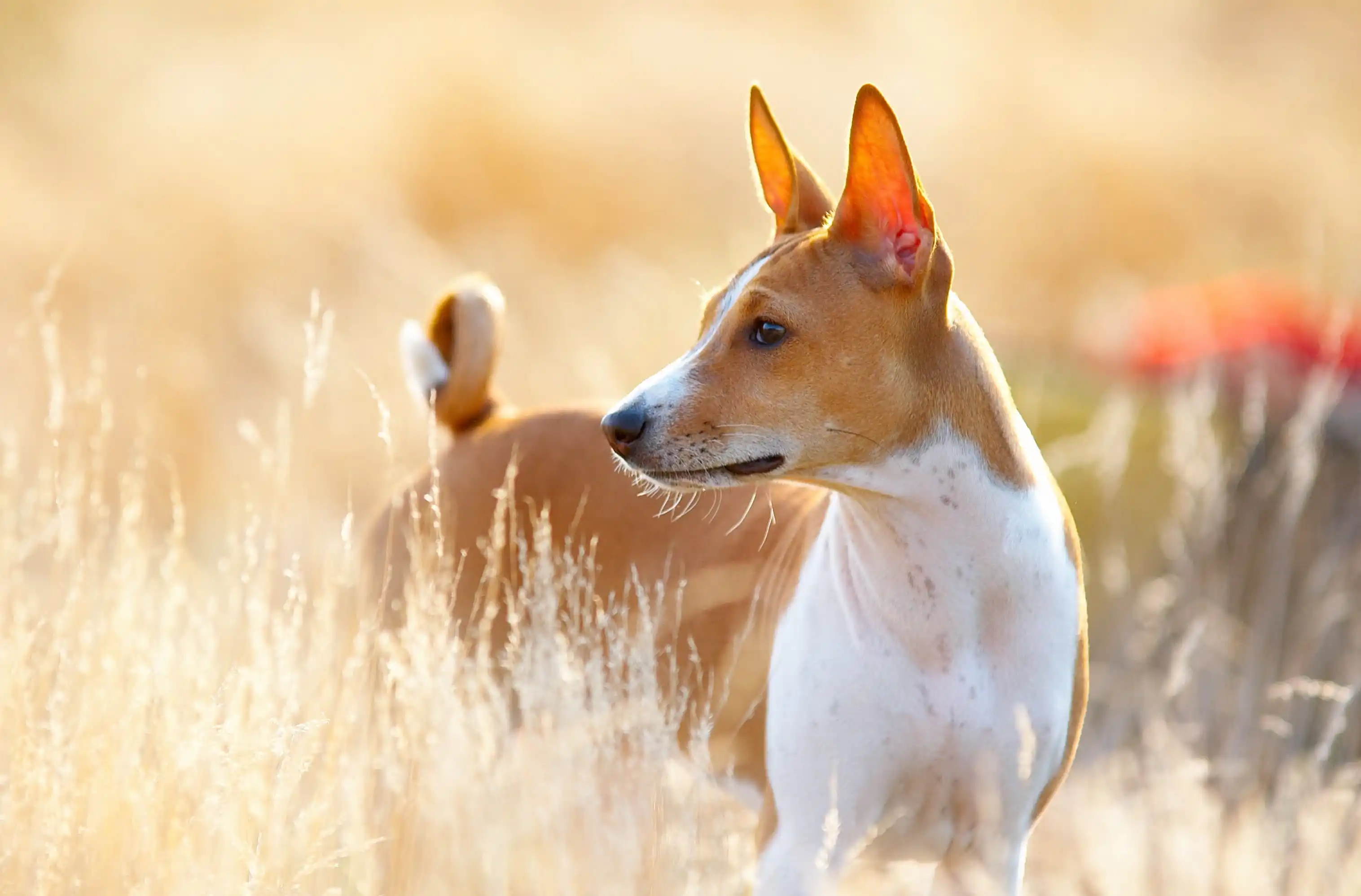 Finnish Spitz Dog Breed Information & Characteristics