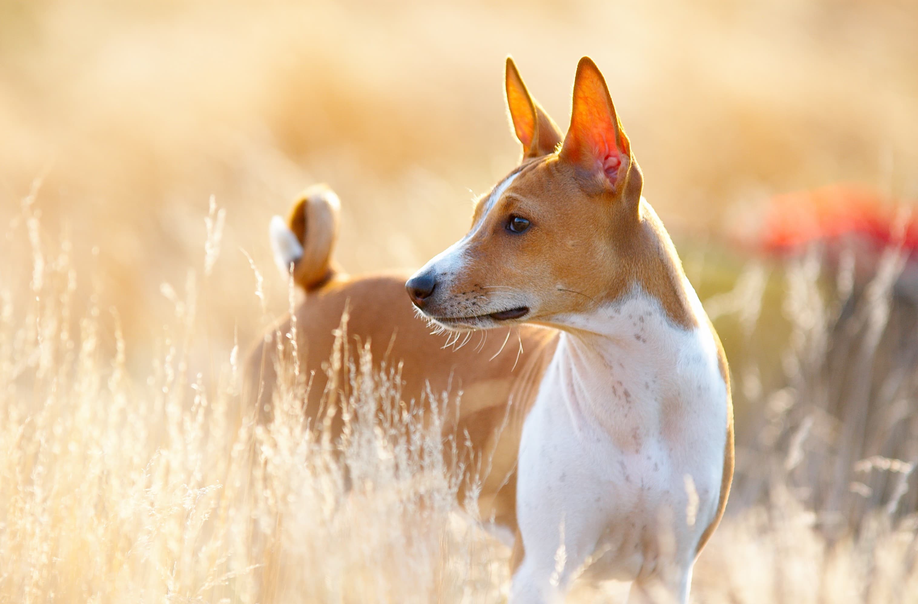 Akbash Dog Breed Information & Characteristics
