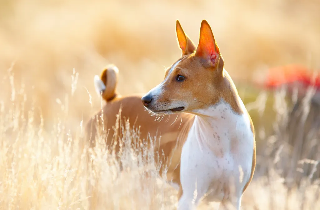 Basenji, a breed who tolerates hot weather, on a hot summer day.