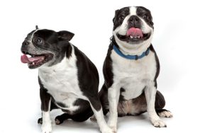 Two Boston Terriers sitting side by side with tongues out, like the two Boston Terriers rescued during a high-speed police chase in California