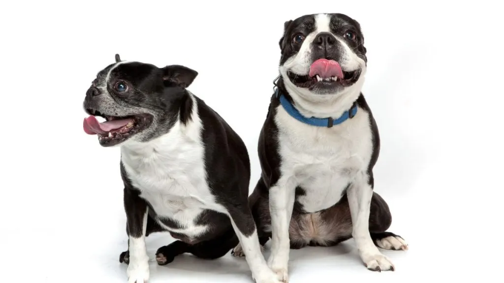 Two Boston Terriers sitting side by side with tongues out, like the two Boston Terriers rescued during a high-speed police chase in California