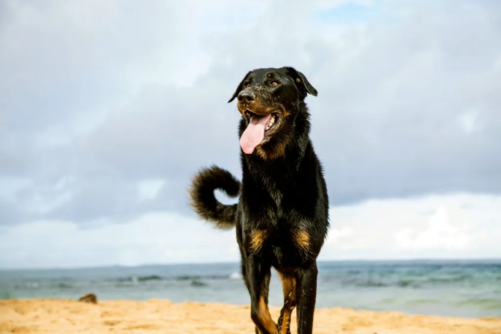 Beacueron dog standing on the beach in Hawaii.