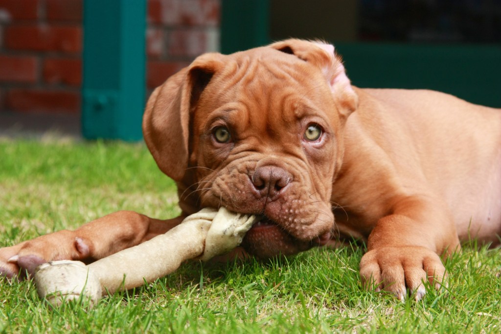 A French Mastiff puppy playing with a chew toy.