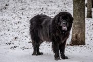 A Newfoundland standing in the snow next to a tree, Newfoundlands make good family dogs