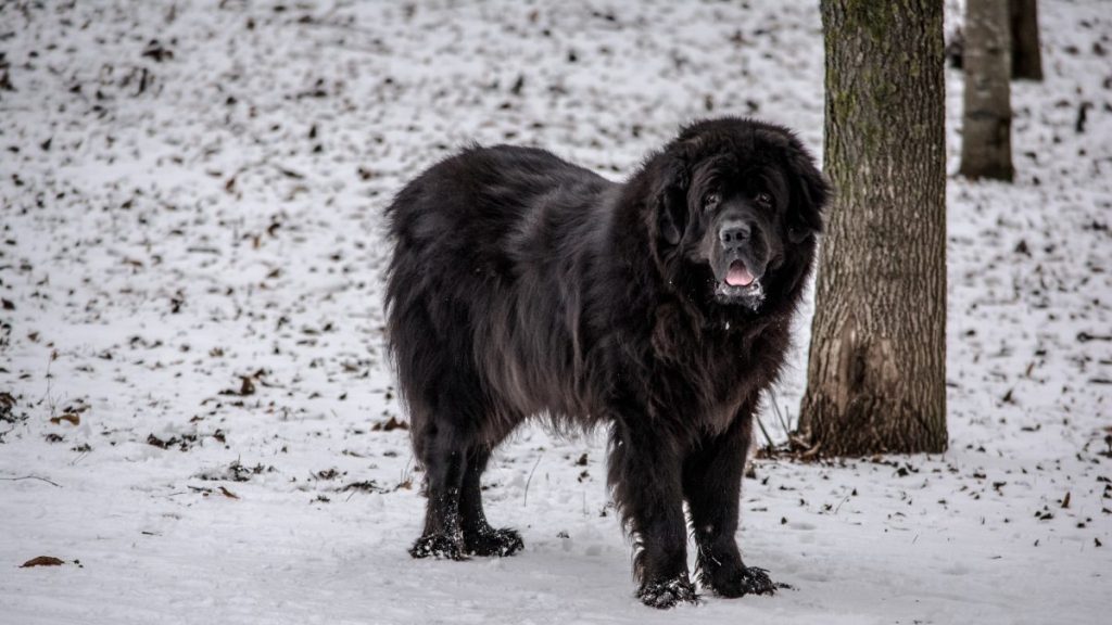 A Newfoundland standing in the snow next to a tree, Newfoundlands make good family dogs