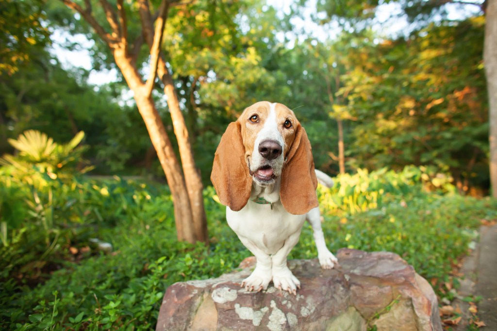 Portrait of Basset Hound, a breed with a tendency to bark or howl, standing on rock