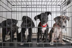 Four puppies locked in a cage at an animal shelter, a Massachusetts-based animal shelter is overflowing with puppies