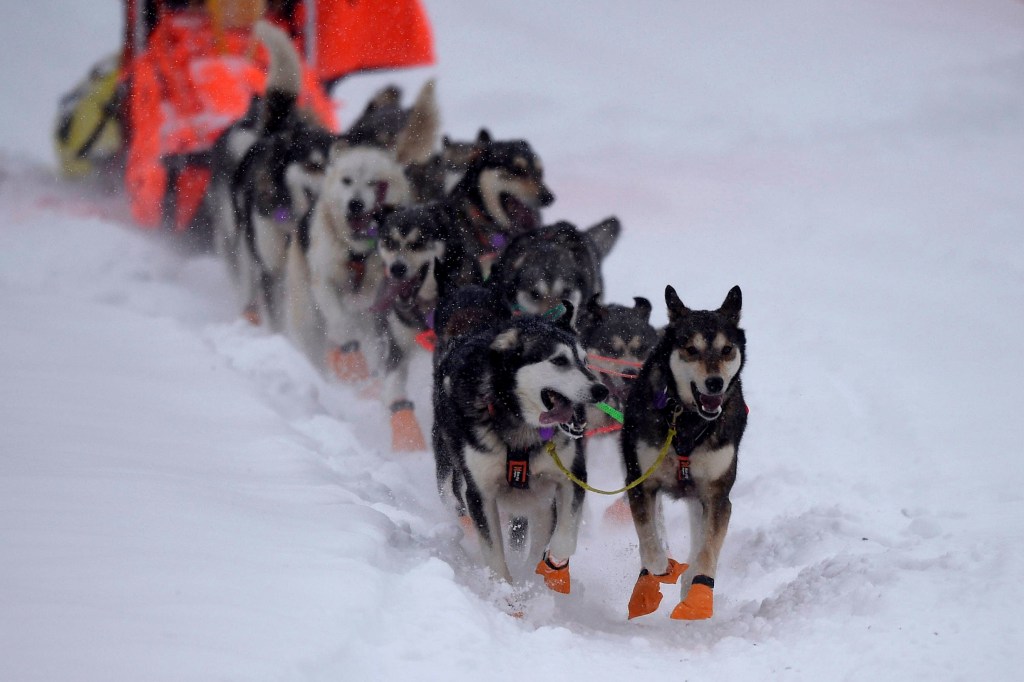 2020 Iditarod Sled Dog Race.