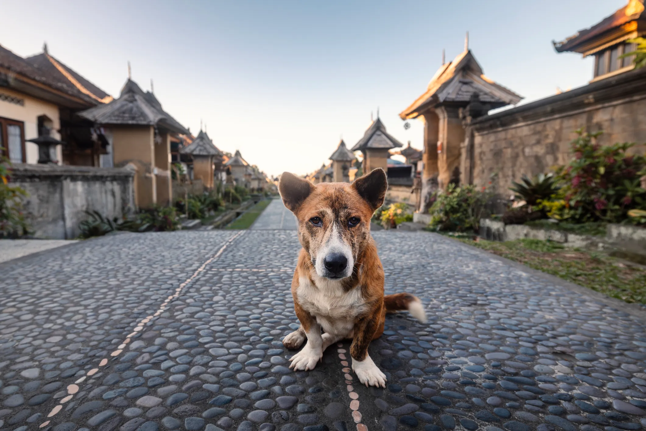 Indigenous Bali Dogs On Brink Of Extinction