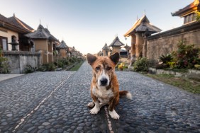 Dog sitting in the middle of street of traditional Indonesian village on Bali island.