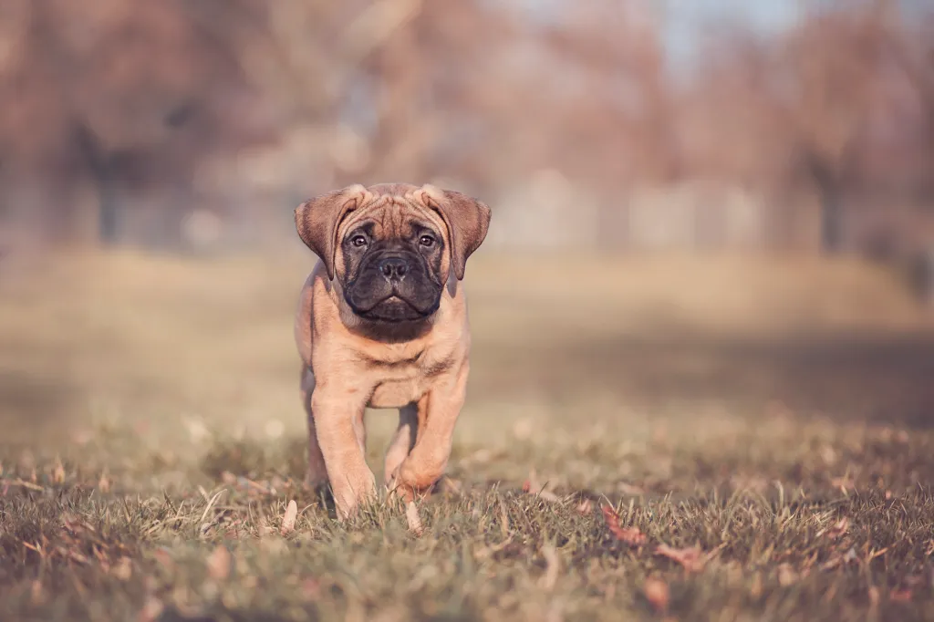 Mastiff puppy.