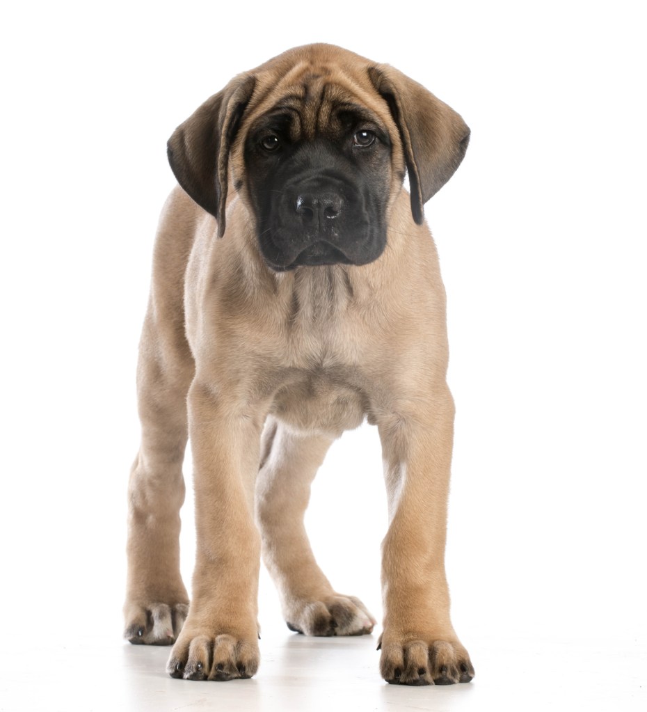 English Mastiff puppy standing looking at viewer on white background.