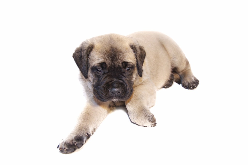 A young fawn colored English Mastiff puppy on isolated white background.