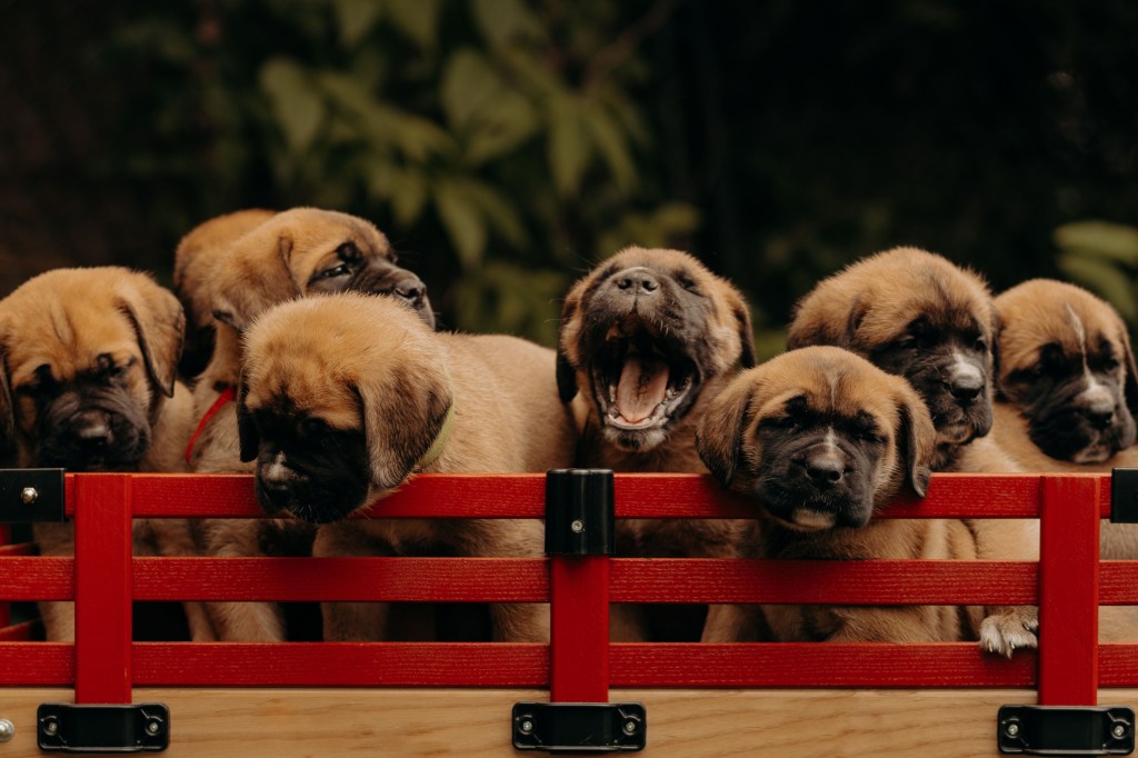 Cargo wagon containing multiple puppies.