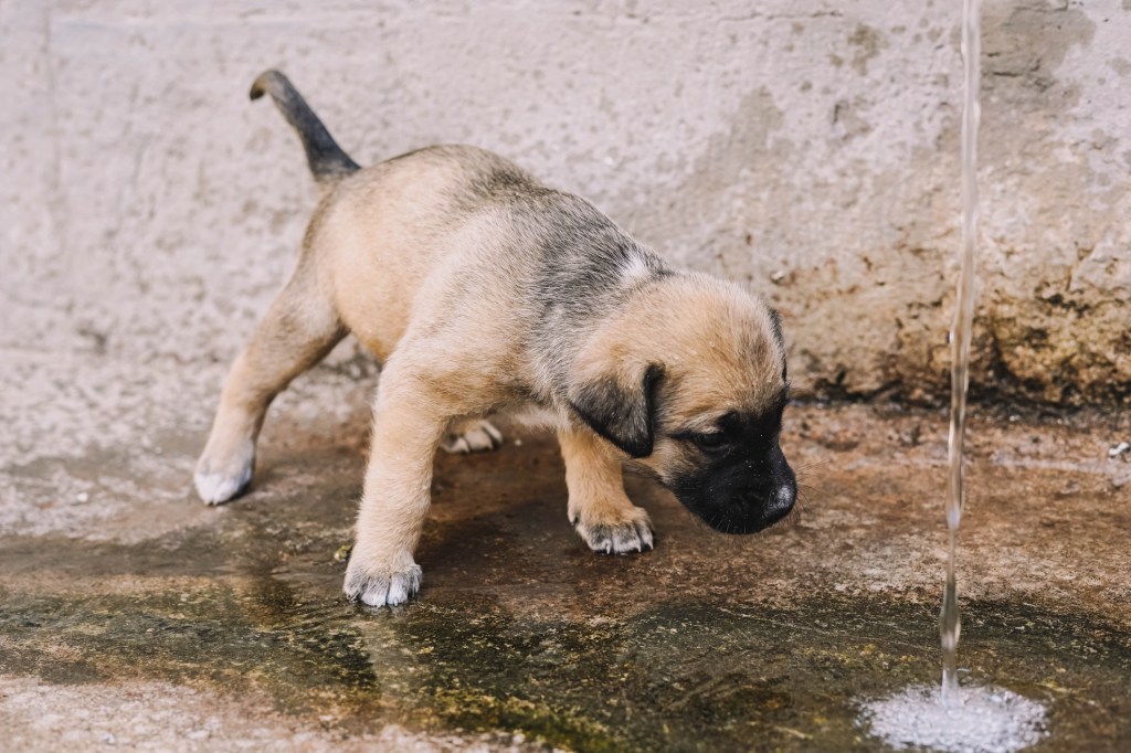 English Mastiff puppy drinking water from a fountain.