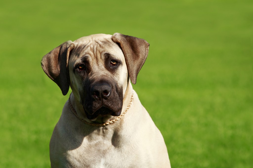 English Mastiff on green grass.