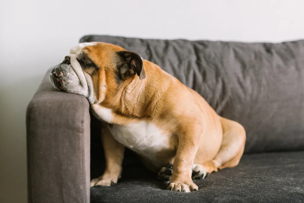 Bulldog inglês – uma das raças de cães mais calmas – sentado no sofá e descansando a cabeça.