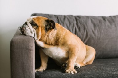 English bulldog sitting on couch and resting her head.
