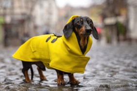 Dachshund dog dressed in a yellow rain coat stands in a puddle on a city street.