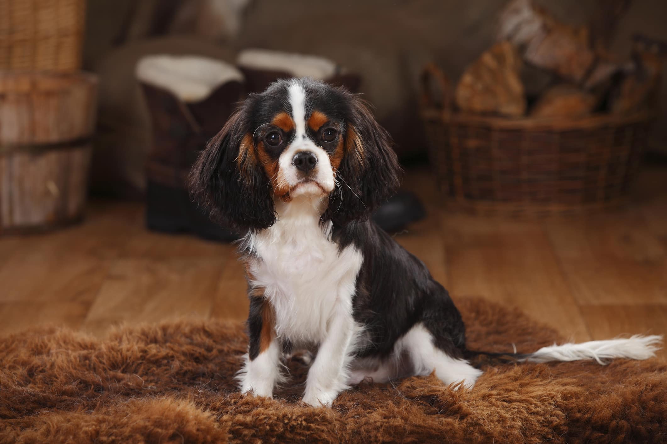 Are Cavalier King Charles Spaniels Good House Pets?