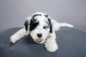 Portuguese Water Dog puppy resting on pet bed.
