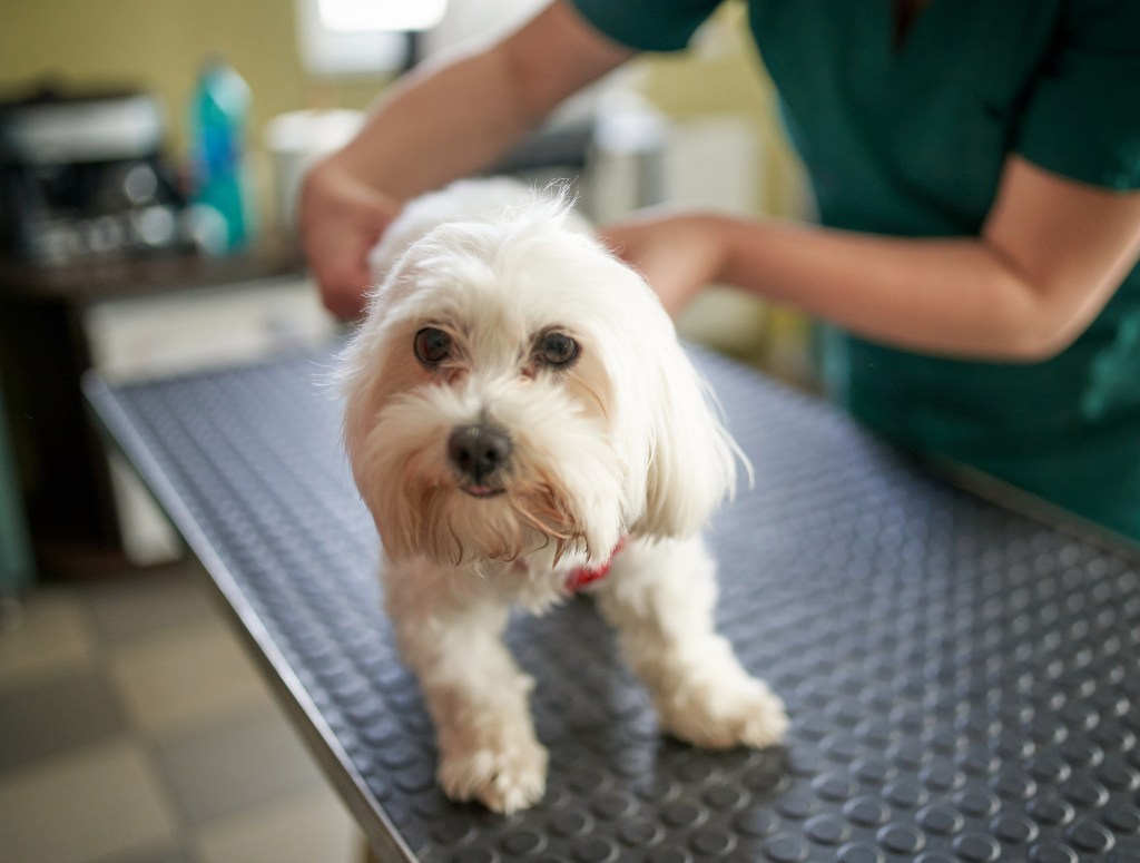 Veterinarian checking on a dog who is sick and needs a Clindamycin prescription.