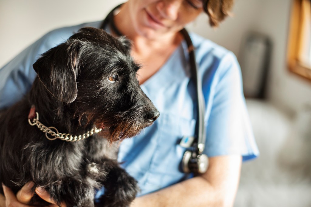Female veterinarian holding a little dog requiring ivermectin treatment.