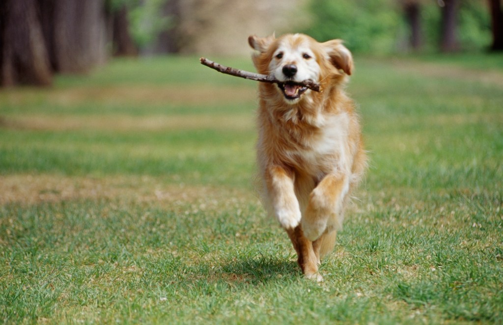 New canine cancer vaccine offers new lease on life to dogs such as this Golden Retriever who is running with a stick in mouth.