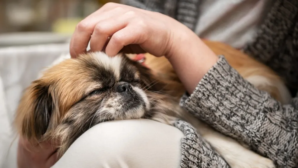 Pekingese dog sleeps on owner’s lap.