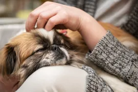 Pekingese dog sleeps on owner’s lap.