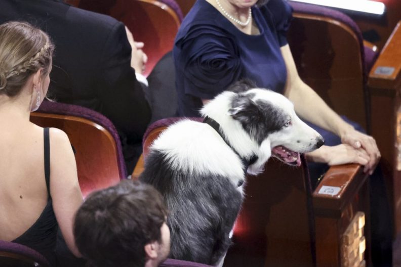 Messi the dog from “Anatomy of a Fall,” at the 96th Annual Oscars held at Dolby Theatre on March 10, 2024 in Los Angeles, California.
