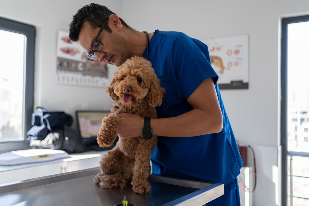 Male veterinarian examining dog in need of Adequan at the veterinary clinic.