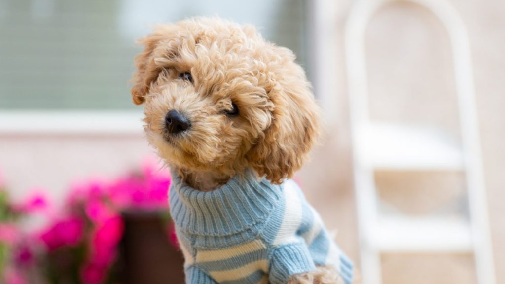 Toy Poodle posing for the camera.