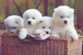 Four little cute dogs or Samoyed puppies in a basket.