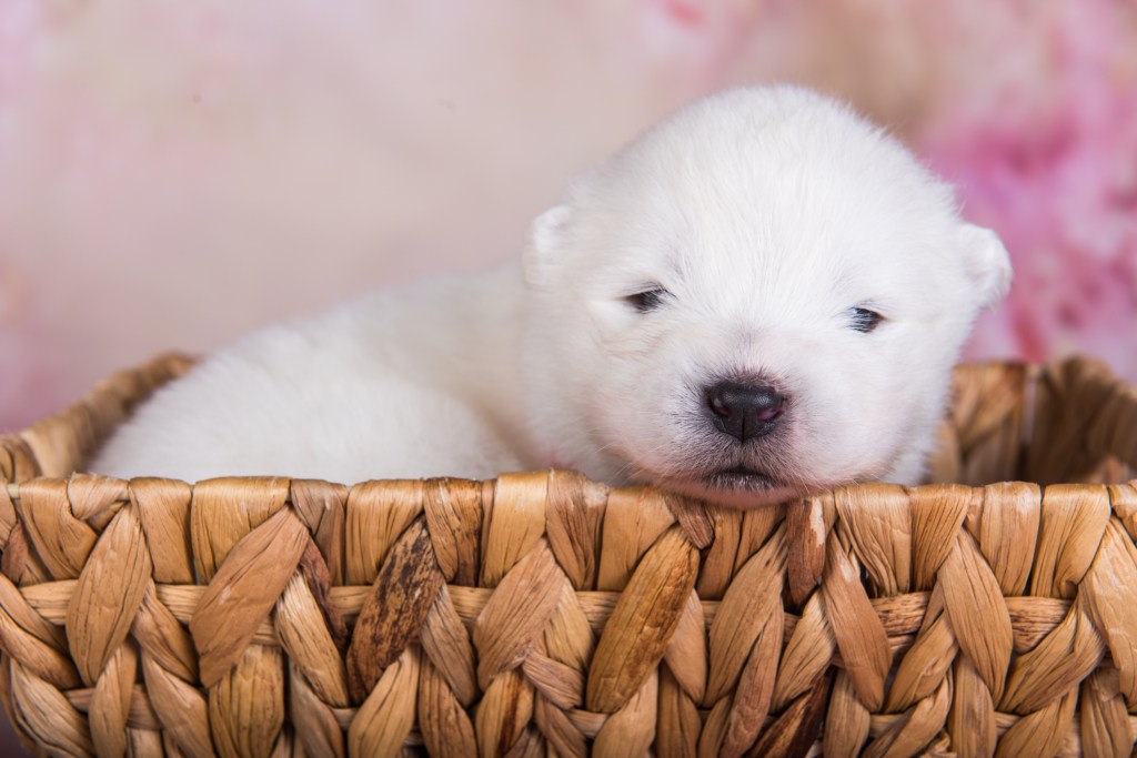 Samoyed puppy of two weeks in a basket.