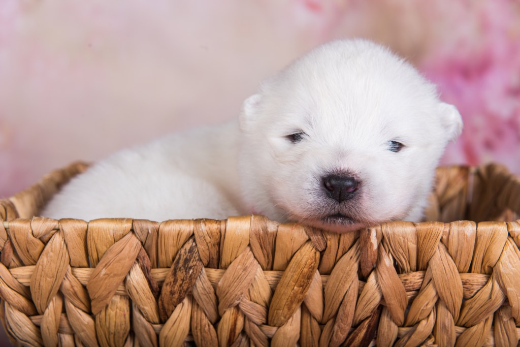 Chiot Samoyède de deux semaines dans un panier.