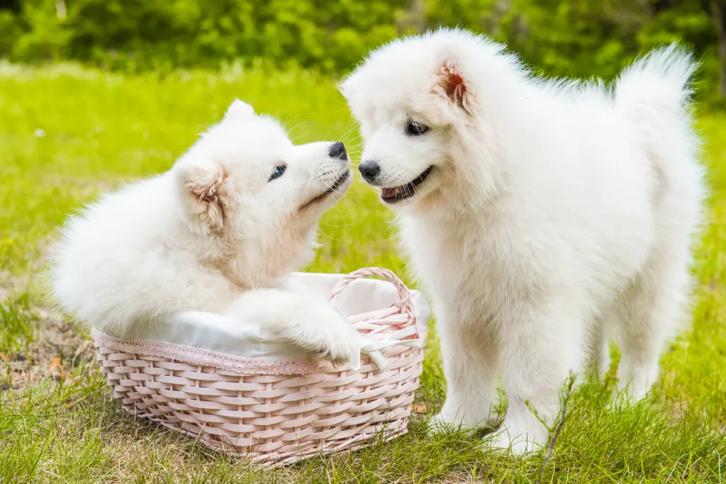 Close-up of two Samoyed puppies.