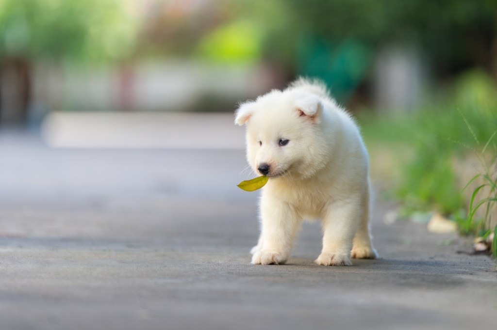 Chiot Samoyède mignon avec une feuille dans la bouche.