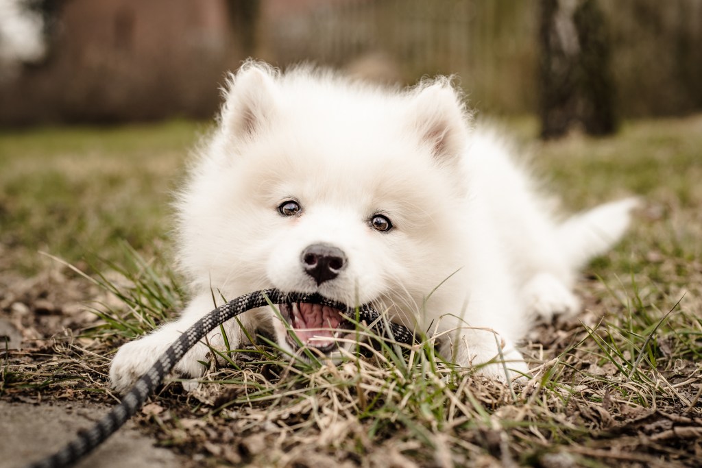 Samoyed puppy playing with a rope on the grass.