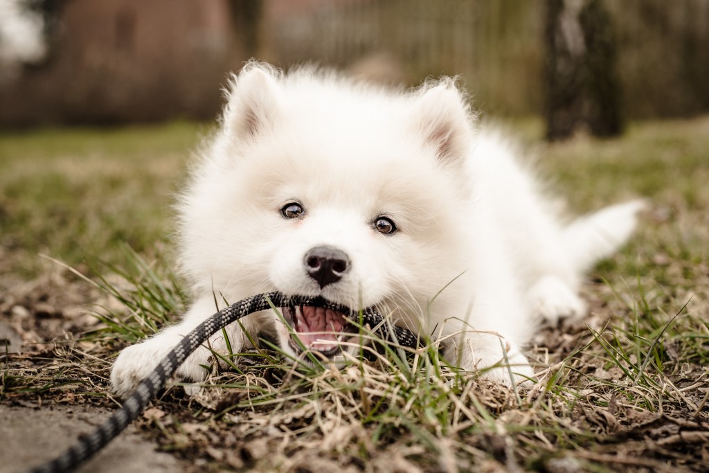 Chiot Samoyède jouant avec une corde sur l'herbe.