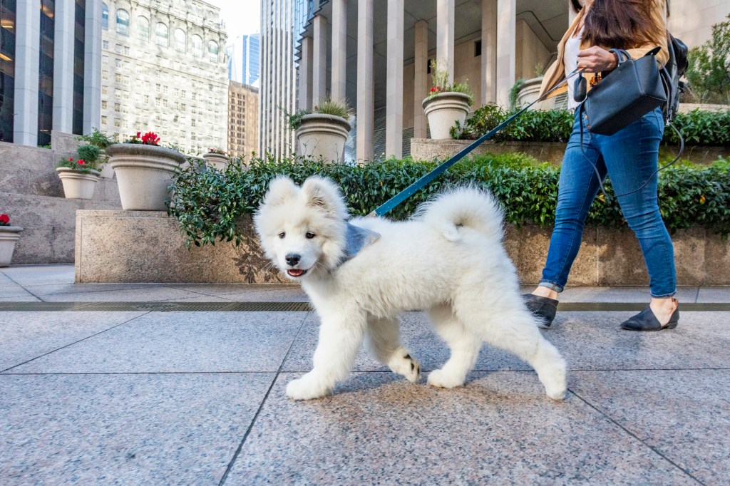 Samoyed puppy dog on a leash, out on a walk with owner.