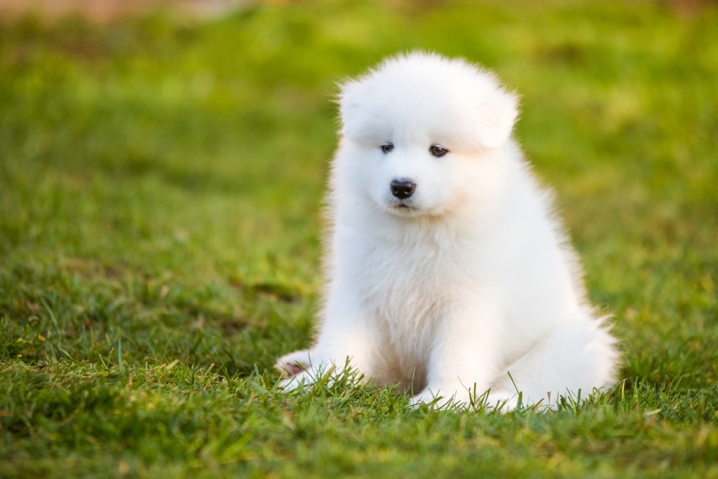 Funny Samoyed puppy in the garden on the green grass.