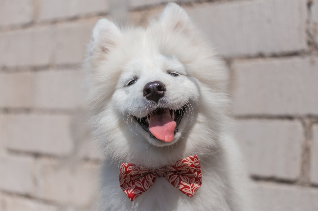 Cute Samoyed puppy with a bow tie.