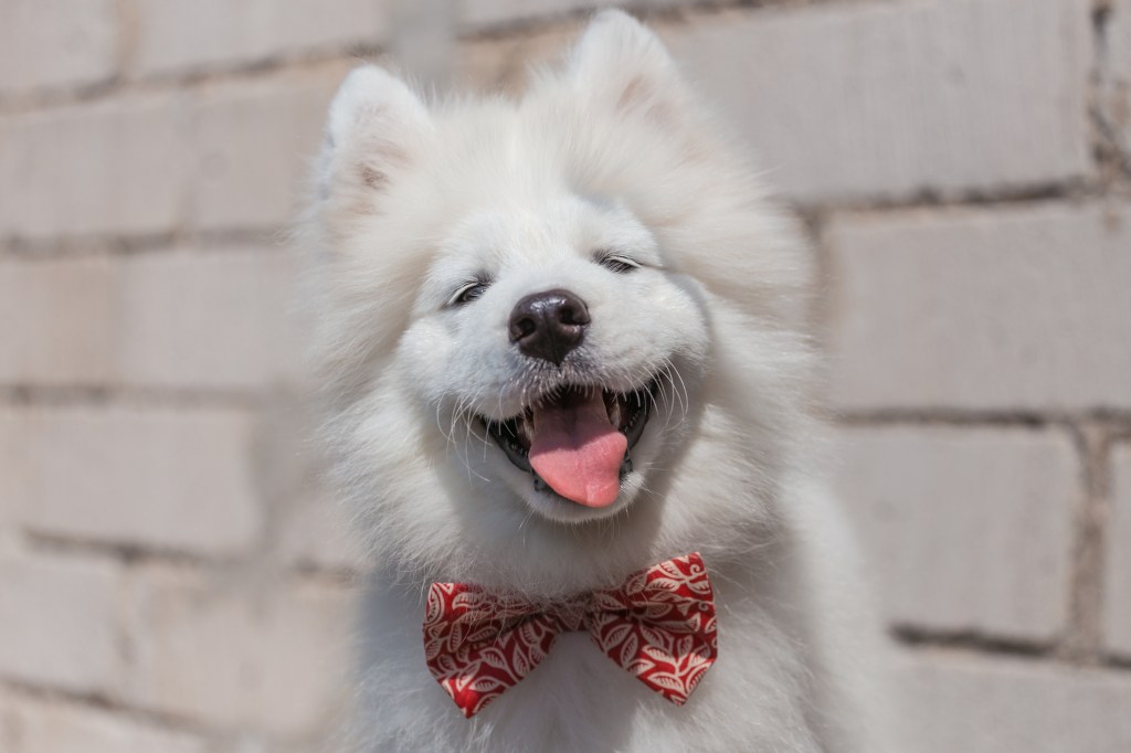 Joli chiot Samoyède avec un noeud papillon.