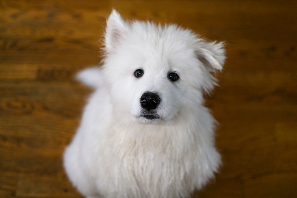 Samoyed puppy with wet fur and a floppy ear that appears to be begging for a treat.