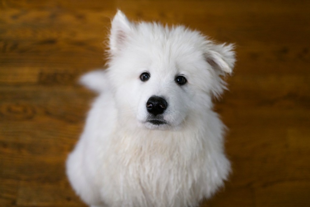 Chiot Samoyède avec une fourrure mouillée et une oreille tombante qui semble implorer une friandise.