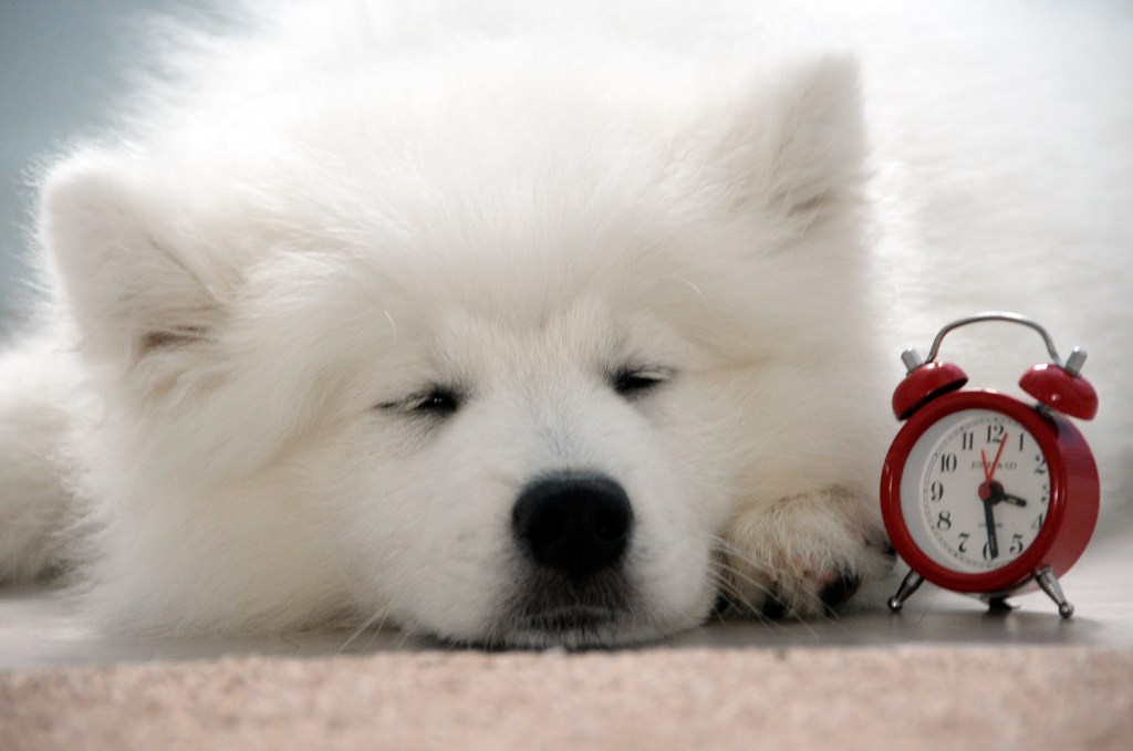 Twelve week old Samoyed puppy sleeping next to an alarm clock.